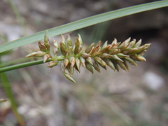 Cyperus mutisii