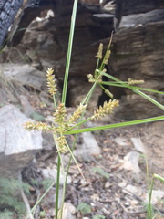 Cyperus mutisii
