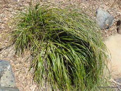 Chionochloa bromoides