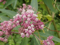 Asclepias incarnata incarnata