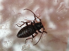 Plectrura spinicauda