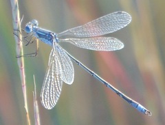 Lestes unguiculatus