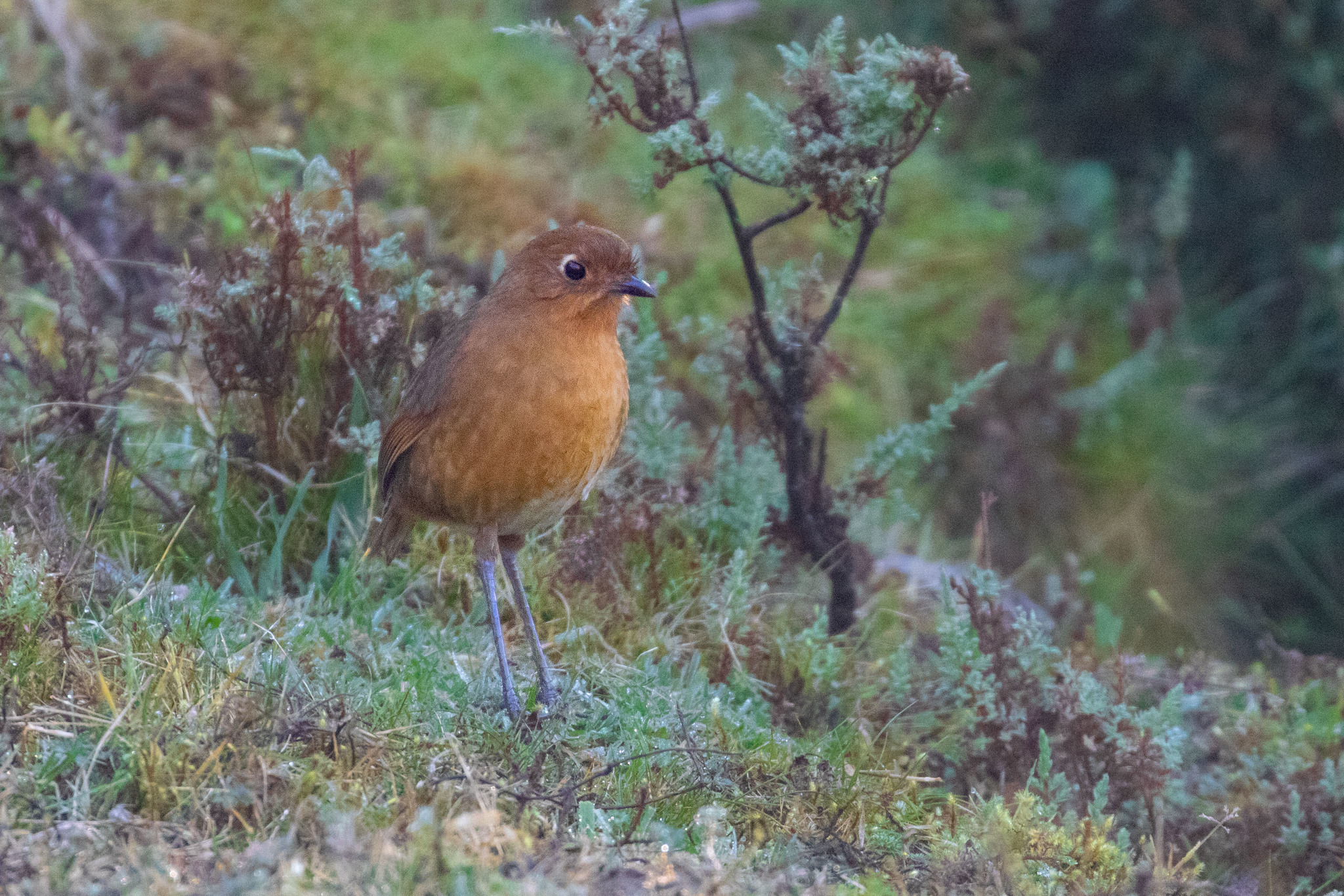 Panao Antpitta illustration