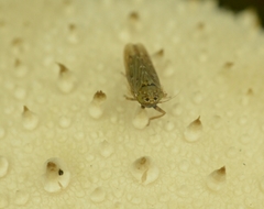 Deltocephalini