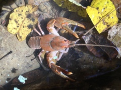 Cambarus bartonii cavatus