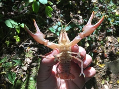 Cambarus bartonii cavatus