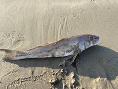 Menticirrhus americanus