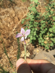 Malacothamnus fremontii