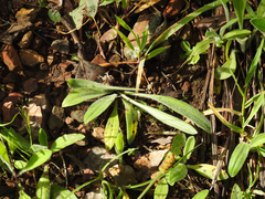 Plantago varia