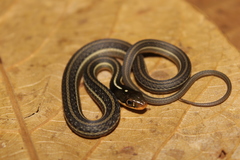Thamnophis proximus rutiloris