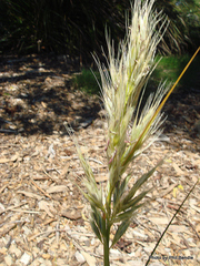 Chionochloa bromoides