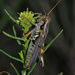Narrow-winged Spur-throat Grasshopper - Photo (c) leptim, some rights reserved (CC BY-NC)