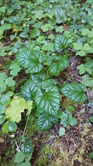 Rubus nivalis