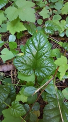 Rubus nivalis