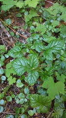 Rubus nivalis