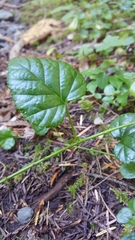 Rubus nivalis