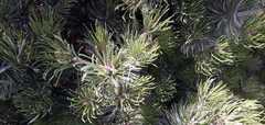 Pinus johanis