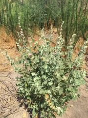 Malacothamnus fremontii