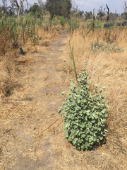 Malacothamnus fremontii