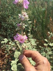 Malacothamnus fremontii