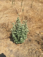 Malacothamnus fremontii