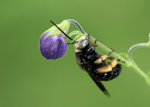 Two-spotted Longhorn Bee