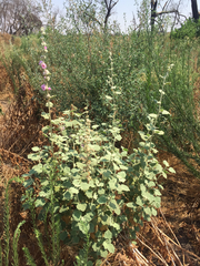 Malacothamnus fremontii