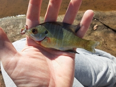 Lepomis macrochirus