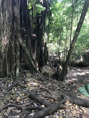 Nesotragus moschatus