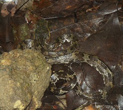 Craspedocephalus puniceus