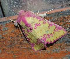 Psectrotarsia suavis