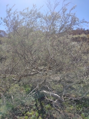 Melaleuca glomerata