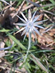 Chevreulia sarmentosa