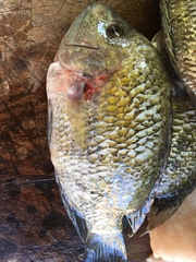 Herichthys pantostictus