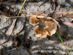 Podoscypha petalodes