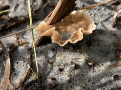 Podoscypha petalodes
