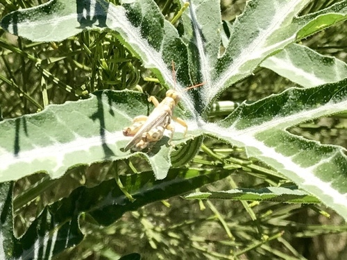 Narrow-winged Saltbush Grasshopper photo 6