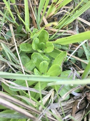 Chevreulia sarmentosa