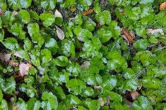 Magnoliopsida