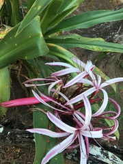Crinum × amabile