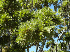 Sophora howinsula