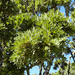 Sophora howinsula - Photo 由 Phil Bendle 所上傳的 (c) Phil Bendle，保留部份權利CC BY-NC