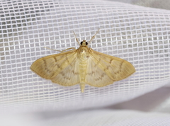 Patania silicalis