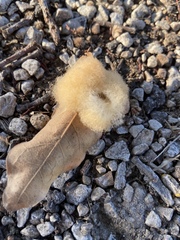 Neuroterus laurifoliae