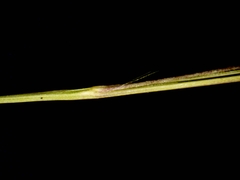 Eragrostis pectinacea pectinacea