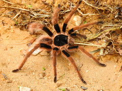 Megaphobema robustum