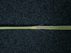Eragrostis pectinacea pectinacea