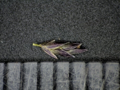 Eragrostis pectinacea pectinacea