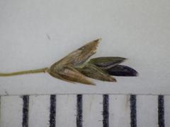 Eragrostis pectinacea pectinacea