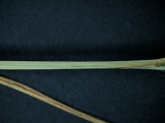 Eragrostis pectinacea pectinacea